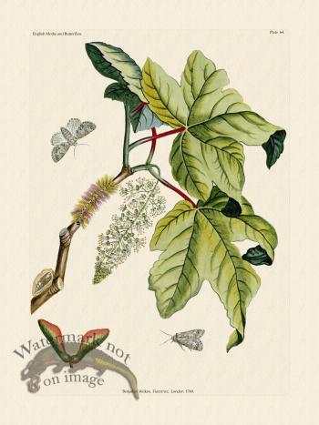 Wilkes Butterflies 064